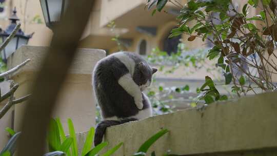 广州黄埔野猫