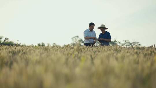 专家扶贫干部在田间指导农民农作物种植技术视频素材模板下载