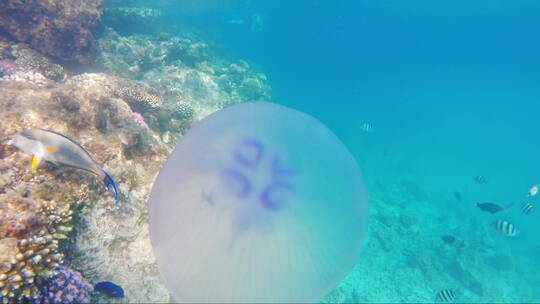 水母在海里游泳