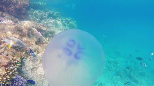 水母在海里游泳视频素材模板下载