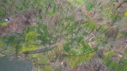 美丽乡村农业种植油菜花农田航拍