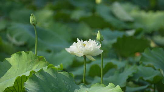 荷叶白莲花