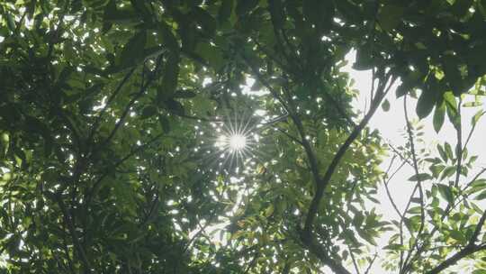 唯美树林逆光穿过树叶空镜