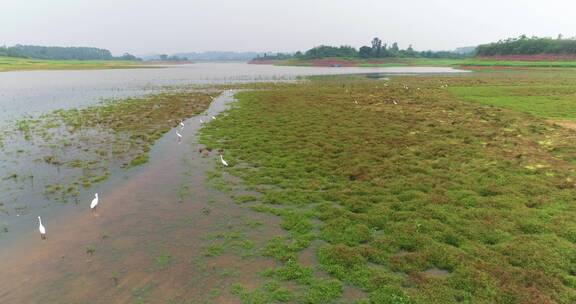 四川黑龙滩水库湿地白鹭飞