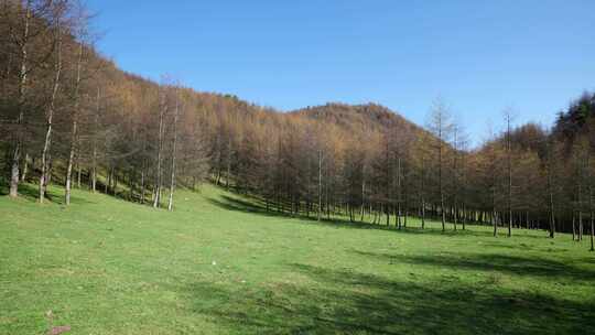 湖北恩施大山顶林区原始森林唯美风景