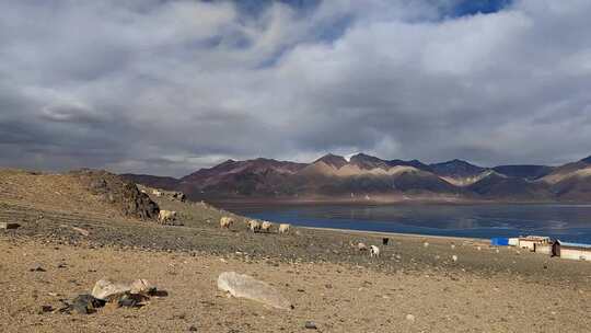 西藏那曲当惹雍措湖畔牧场的羊群视频素材模板下载
