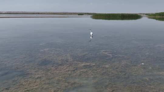 4k航拍黑河湿地水鸟鹤