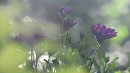 花 玛格丽特 花园