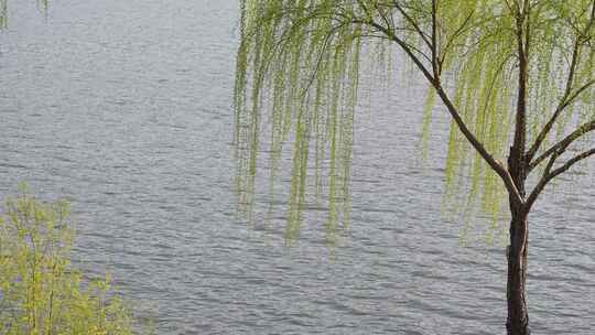 春天柳树发芽柳枝，春风自然风景背景河流水