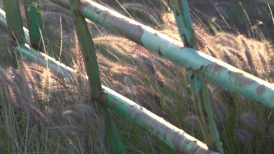 牧场绿色栅栏附近的野草迎风飘扬