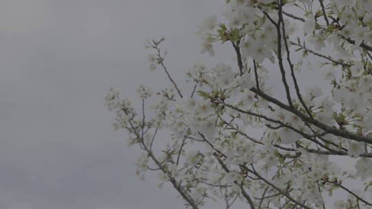 武汉樱花花开花瓣飘落浪漫爱情春天日本樱花