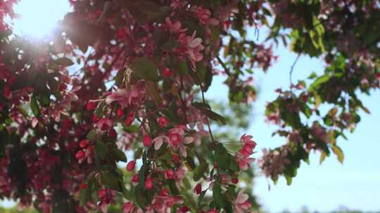 苹果，花，花，树