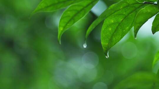 海南省大自然森林雨滴下雨河流山水农业风景