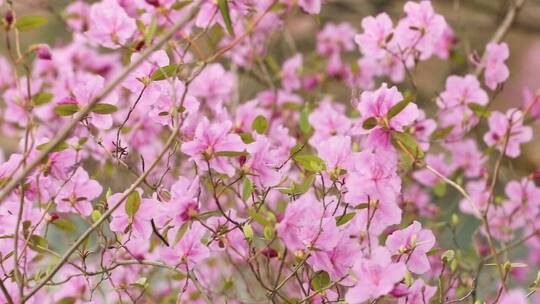 慢镜野生杜鹃花