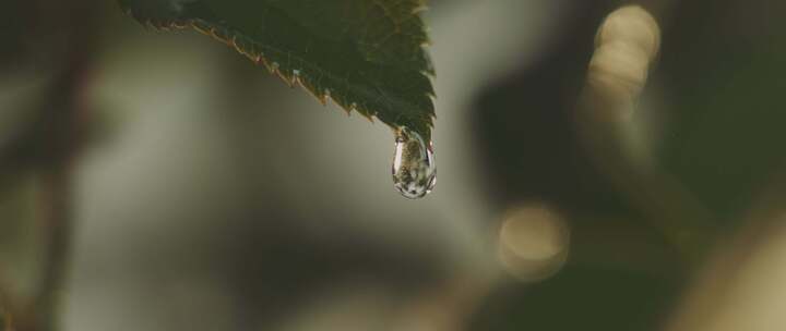 升格水打在枝叶上