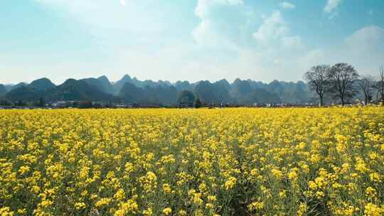 贵州万峰林油菜花风光视频素材模板下载