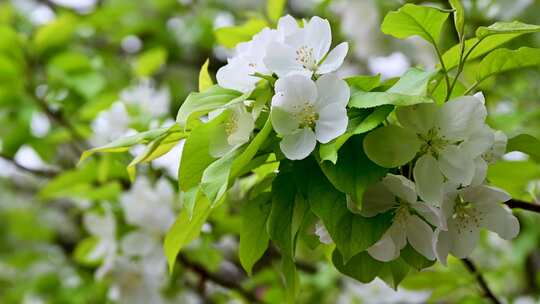 春天盛开的白色海棠花