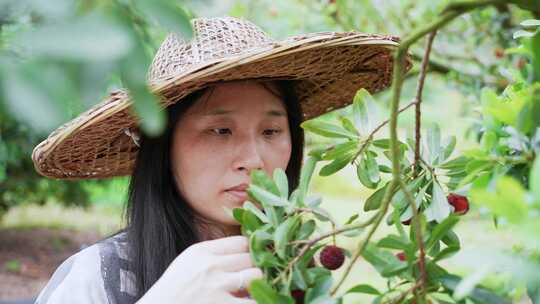 女性农民在果园采摘杨梅视频素材模板下载