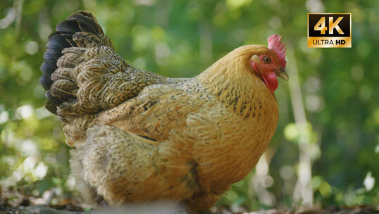 4K走地鸡 散养土鸡 养殖业母鸡公鸡养殖