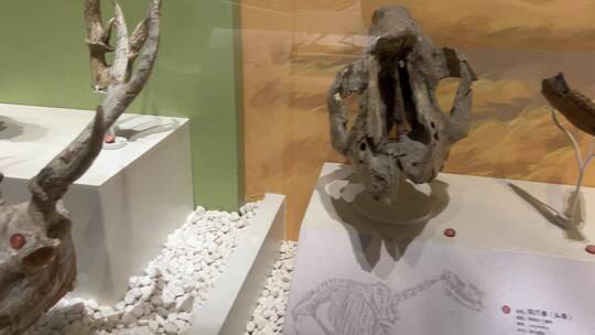 【镜头合集】白垩纪侏罗纪古生物化石