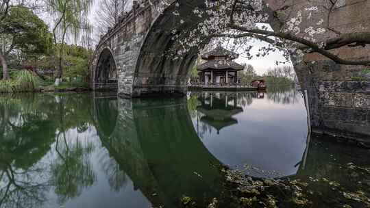 杭州西湖茅家埠黛色参天 春天樱花季 延时