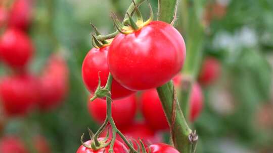 温室里新鲜的番茄