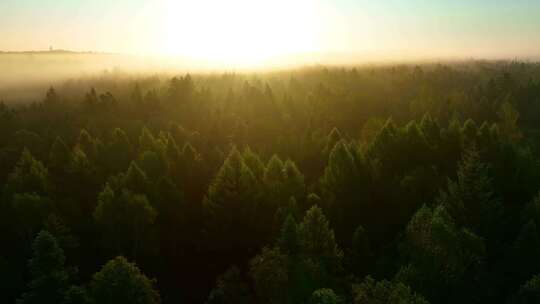 4K日出时飞越雾蒙蒙的松林森林