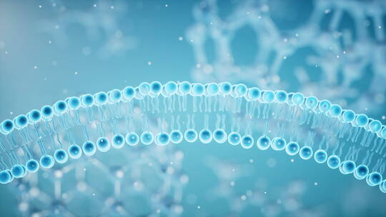 磷脂双分子细胞膜3D渲染