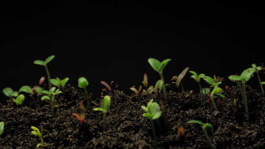 植物种子生根发芽生长动画