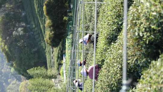 茶农在采摘茶叶