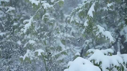 窗外的雪下雪时的小区树叶上的雪