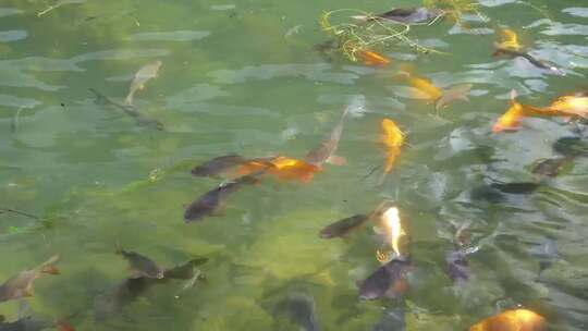 湖里游动的鱼