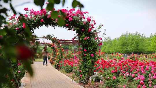 城市公园月季花开姹紫嫣红