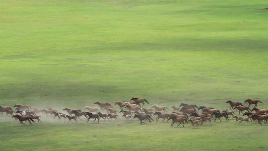 呼伦贝尔草原牧场马群视频素材模板下载