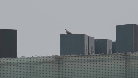 防鸟撞建筑 玻璃建筑