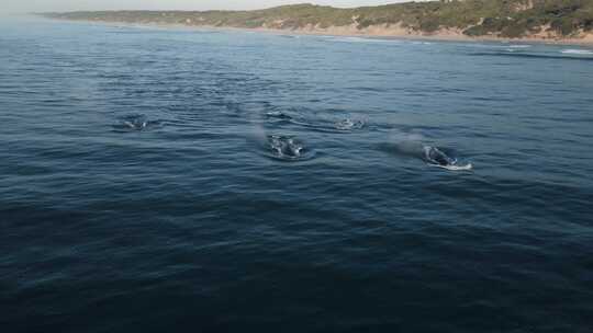 一群座头鲸浮出水面并向空中喷水的航拍