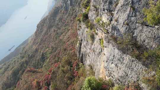 三峡红叶