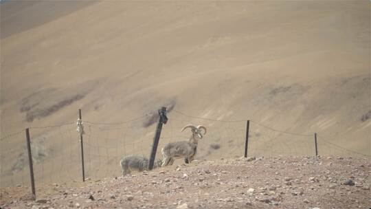 西藏阿里野生动物藏羚羊