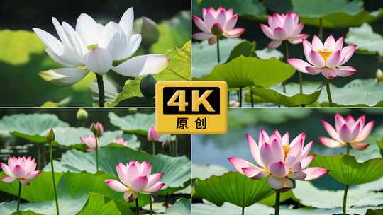 【4K合集】荷叶荷花池塘多角度