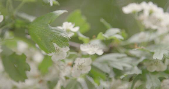 枝条上的白色花朵特写镜头
