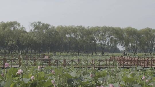 荷塘荷花视频素材模板下载