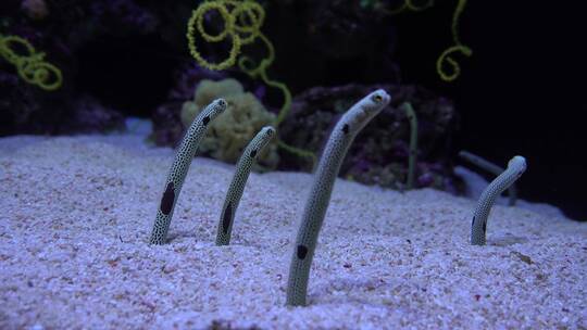 深海生物特写