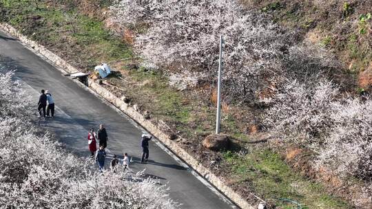 中国广东省广州市从化区广州流溪梅花节