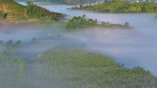 云雾茶山