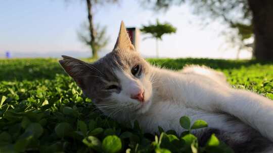 猫咪躺在草地上玩耍