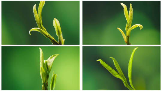 4K白茶春茶茶叶生长发芽延时合集（6组）