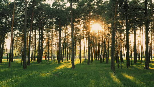 阳光穿过静谧的树林