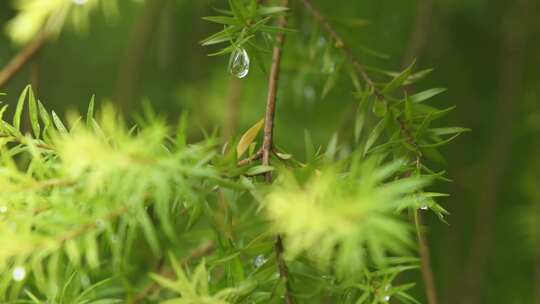 沾满雨水的树叶