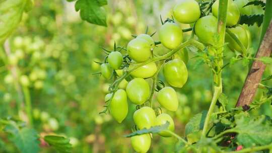 圣女果小西红柿小番茄种植