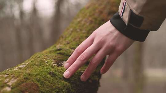 感受大自然 手指抚摸树木
